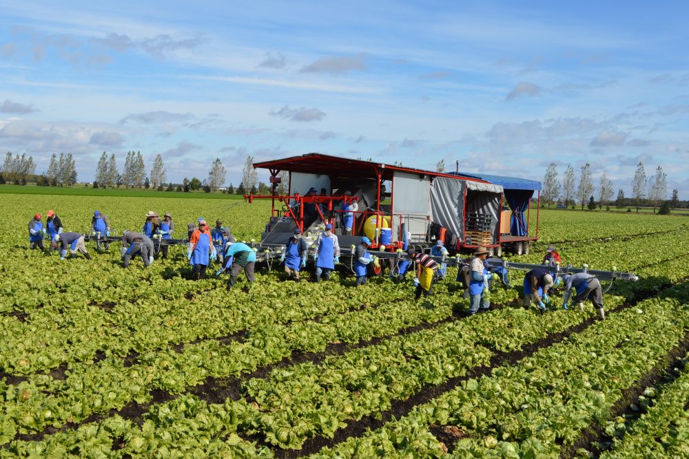Champs agricoles à Saint-Rémi en Montérégie entourant la ville
